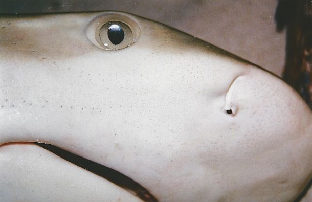 Fish Facts: Shark vision